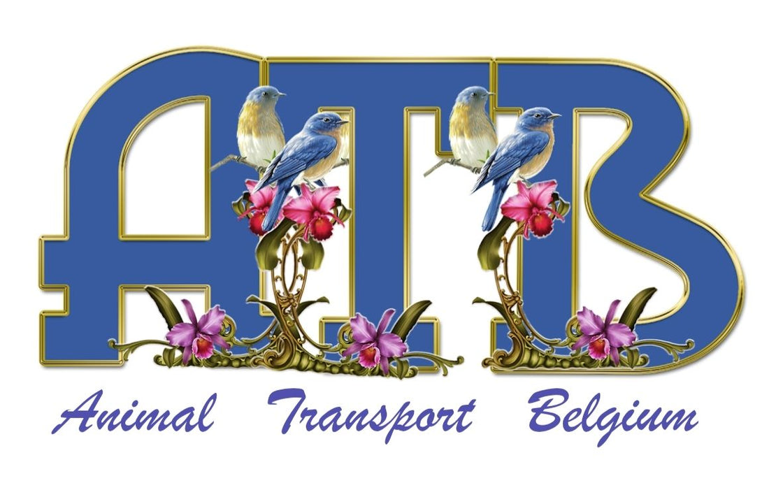 Global Elite Pigeon & Avian // Transport: The Diamond Wings Standard